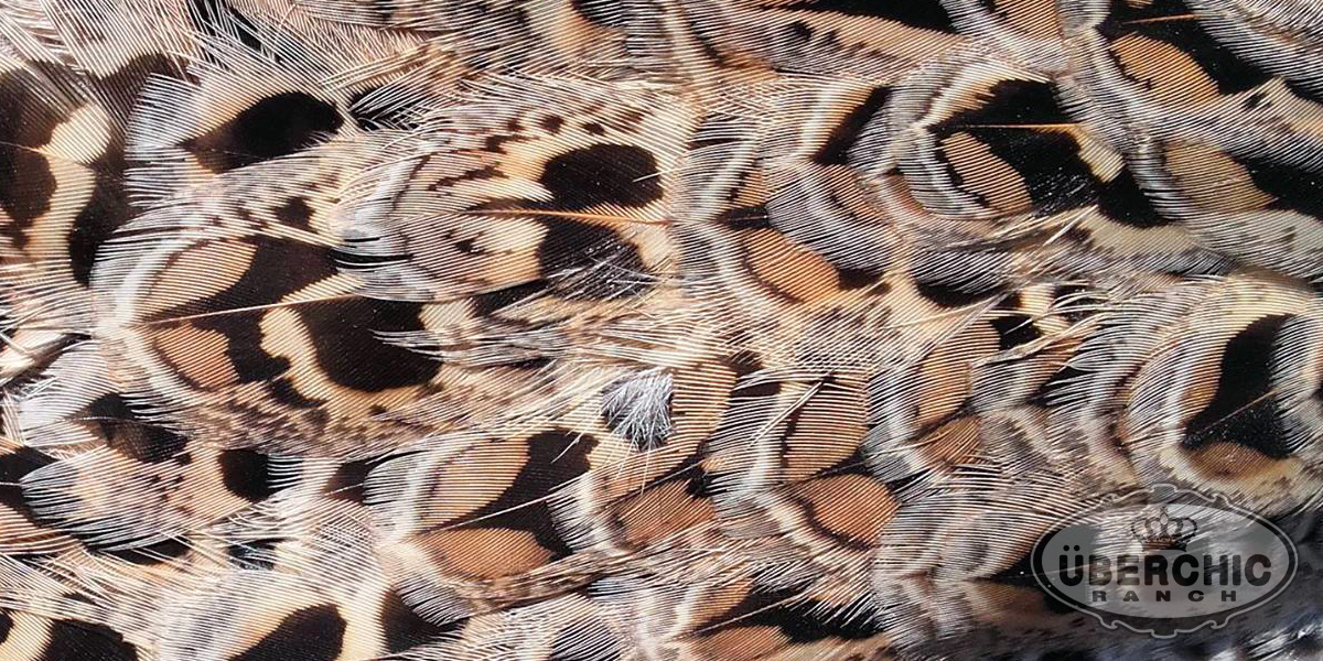 Zarundy's Pheasant female closeup